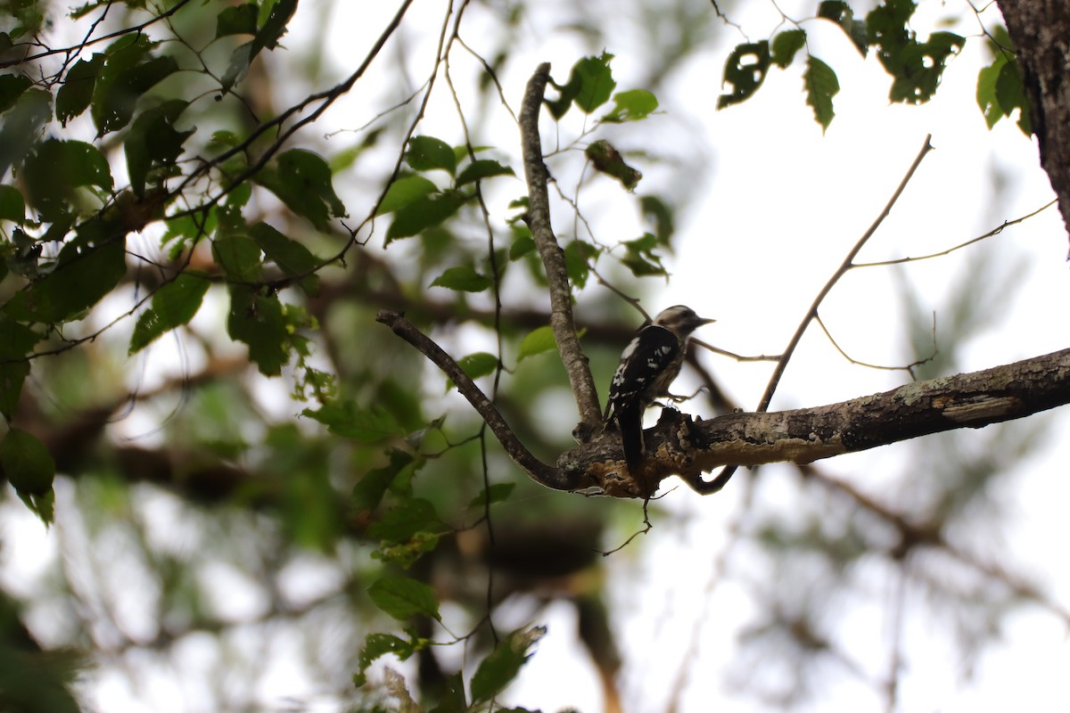 Gray-capped Pygmy Woodpecker - ML249542201