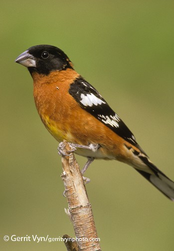 Rose Breasted Grosbeak Range Map All About Birds Cornell Lab Of Ornithology