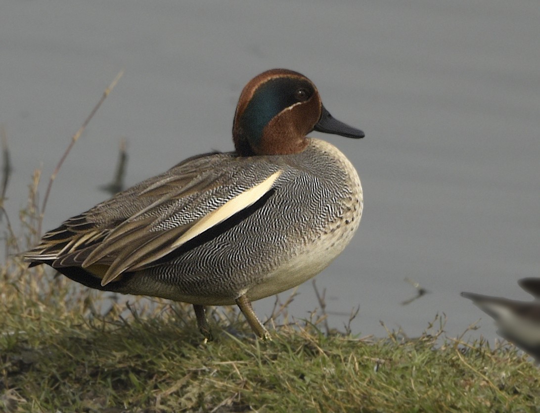 Green-winged Teal - ML249542521