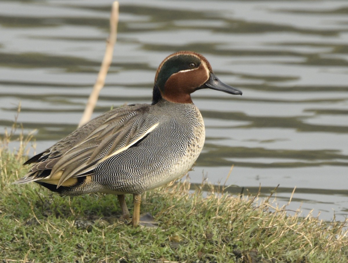 Green-winged Teal - ML249542541