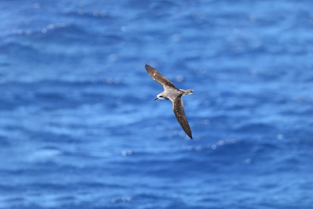 Cook's Petrel - Ged Tranter