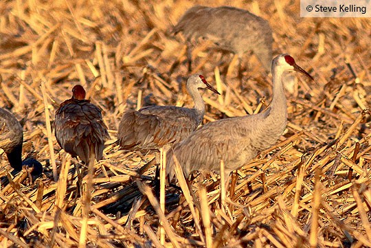 Sandhill Cranes – Comparing A Young Juvenile To An Adult – Feathered  Photography