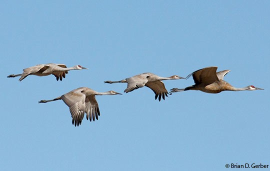 Sandhill cranes photographed by MJS staff, Wisconsin residents and