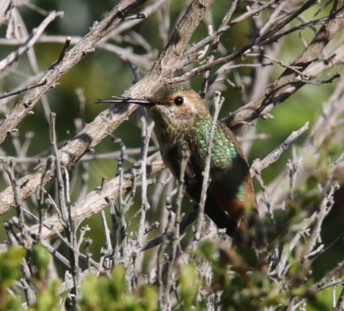 Allen's Hummingbird - Pair of Wing-Nuts