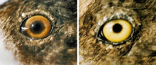 Lesser Scaup Comparison of eye color in female Lesser Scaup; Northwest Territories; June.