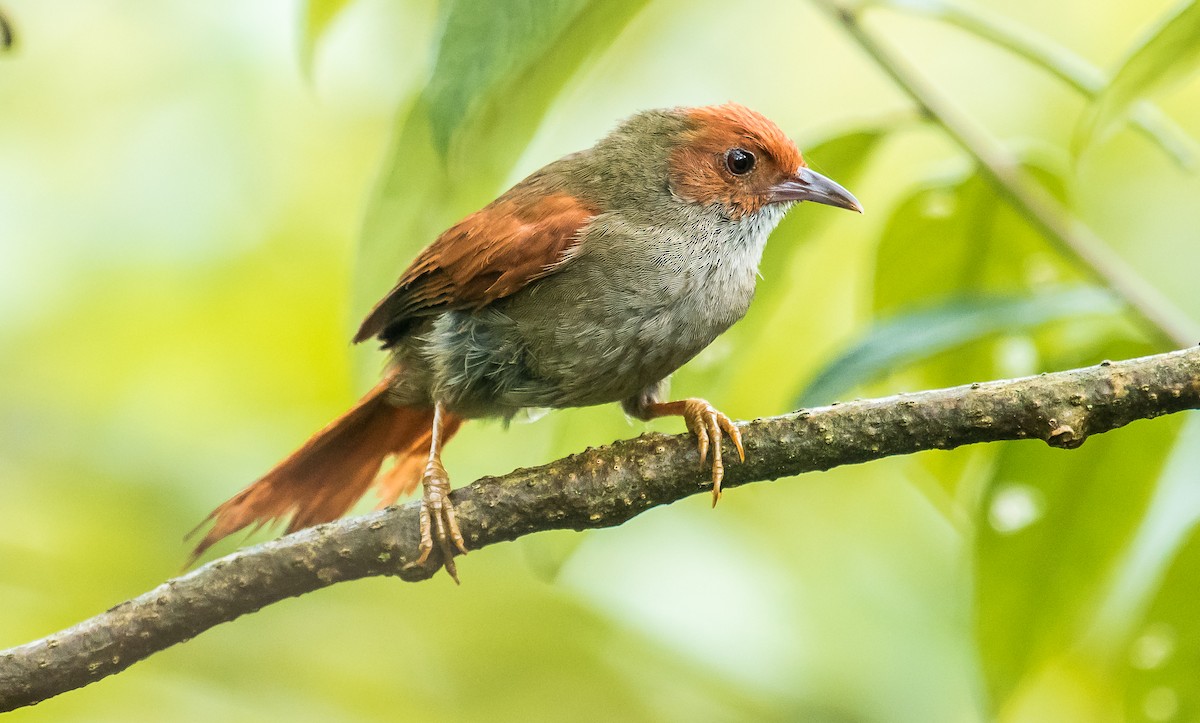 Red-faced Spinetail - ML249551321