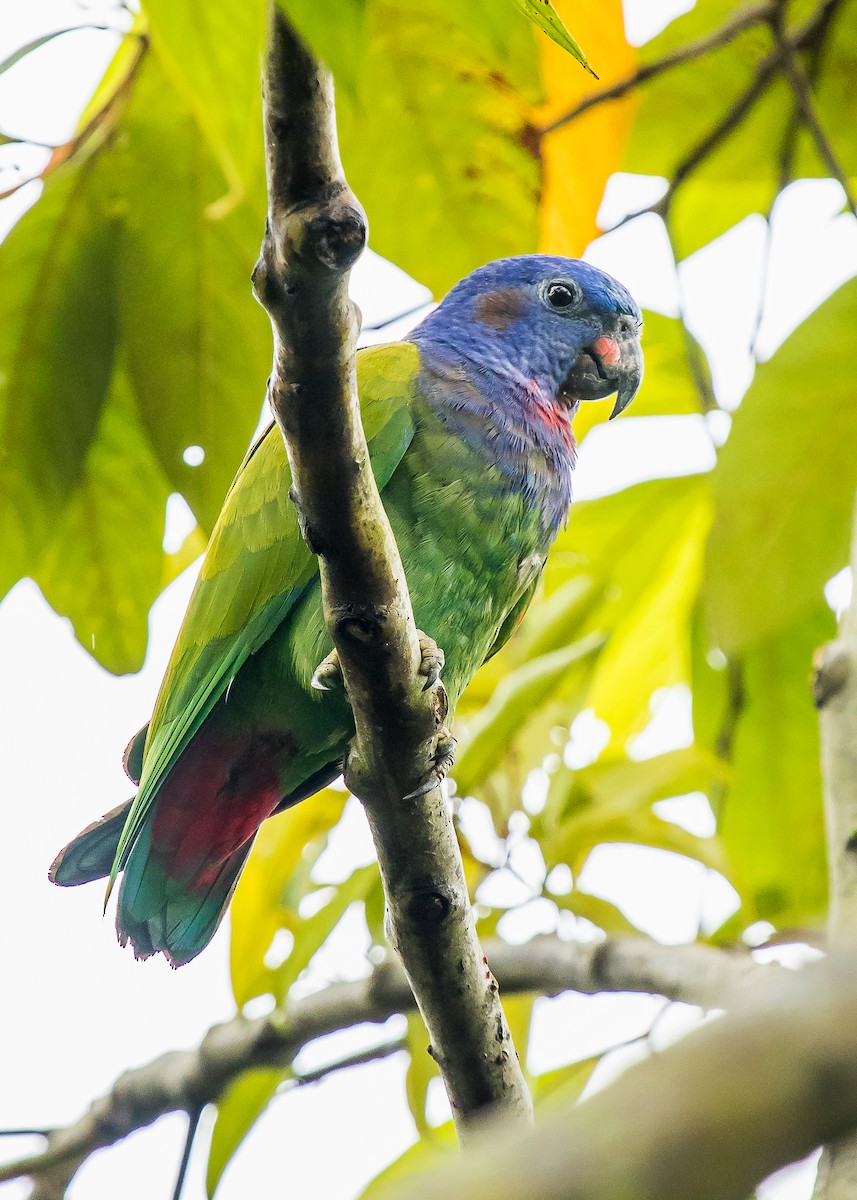 Blue-headed Parrot - David Monroy Rengifo