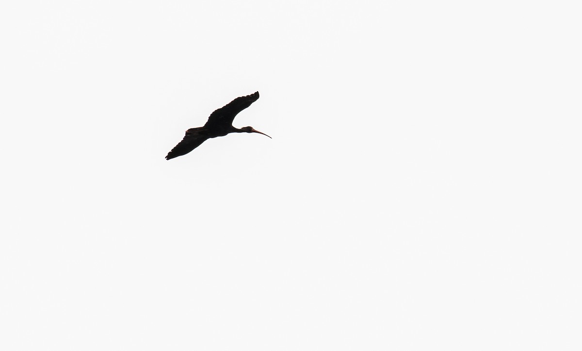 ibis tmavý - ML249551451