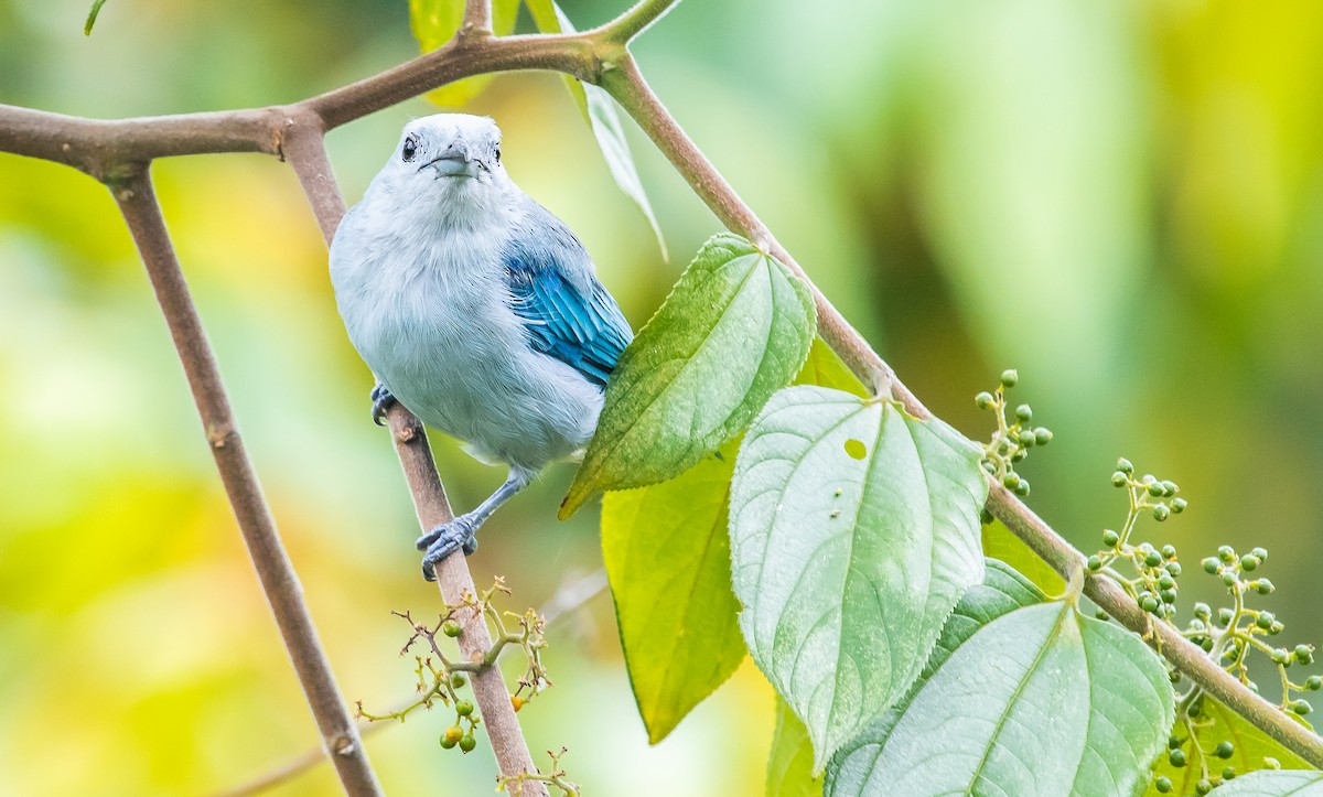 Blue-gray Tanager - ML249551481