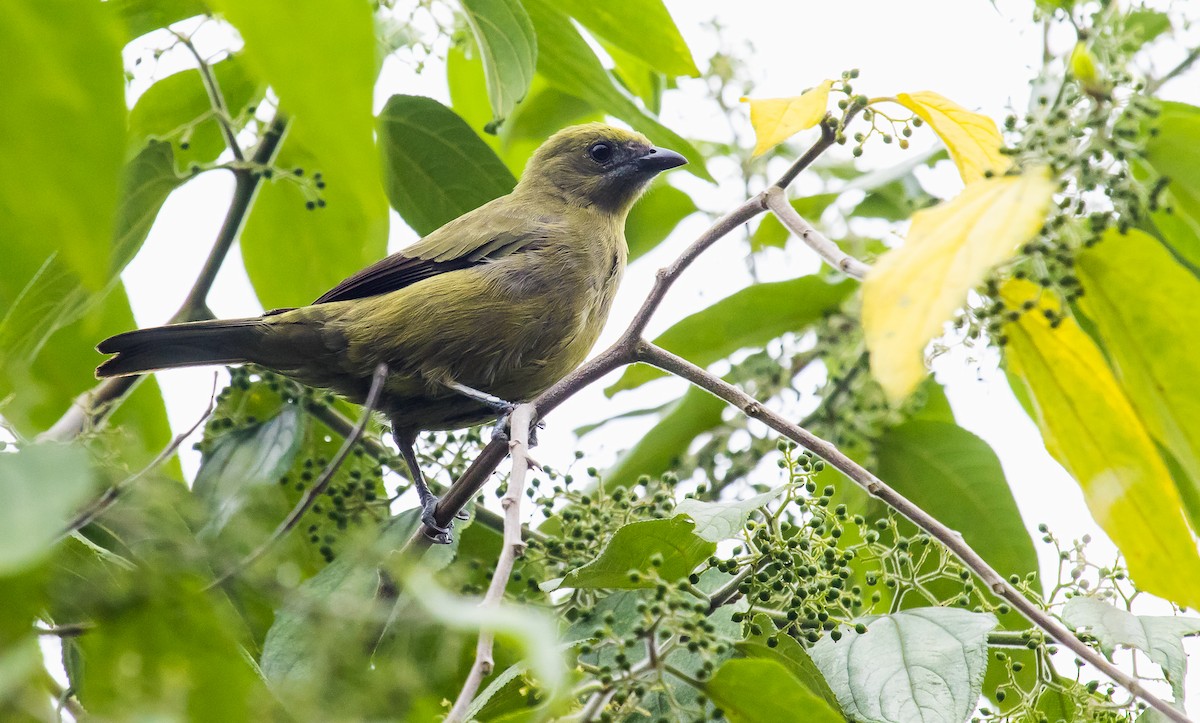 Palm Tanager - ML249551491