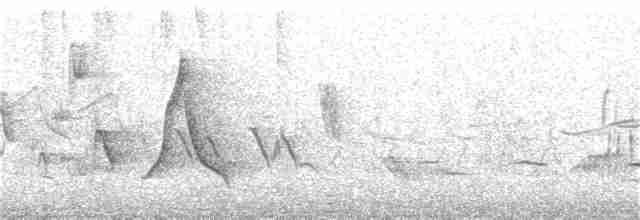 Brushland Tinamou - ML249553321