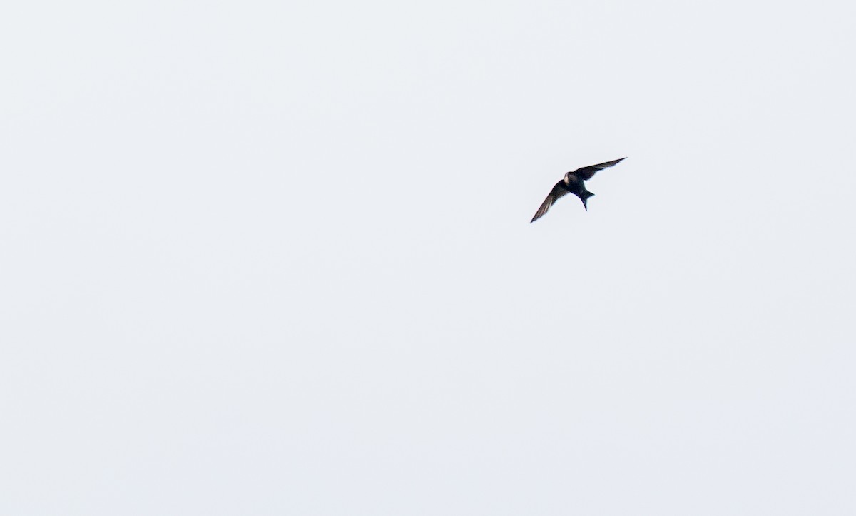 Brown-bellied Swallow - ML249553431