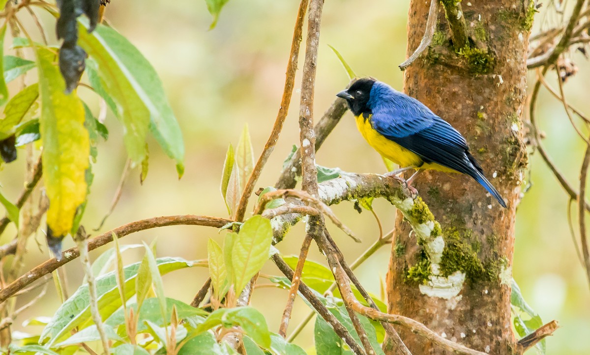 Hooded Mountain Tanager - ML249553581
