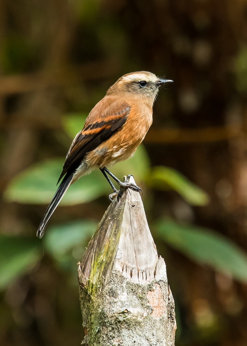 Brown-backed Chat-Tyrant - ML249553651