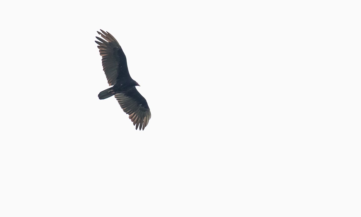 Turkey Vulture - ML249553661