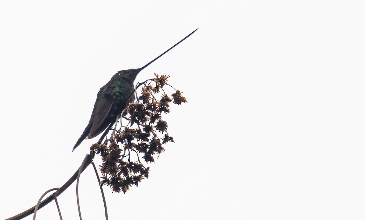 Sword-billed Hummingbird - ML249553731