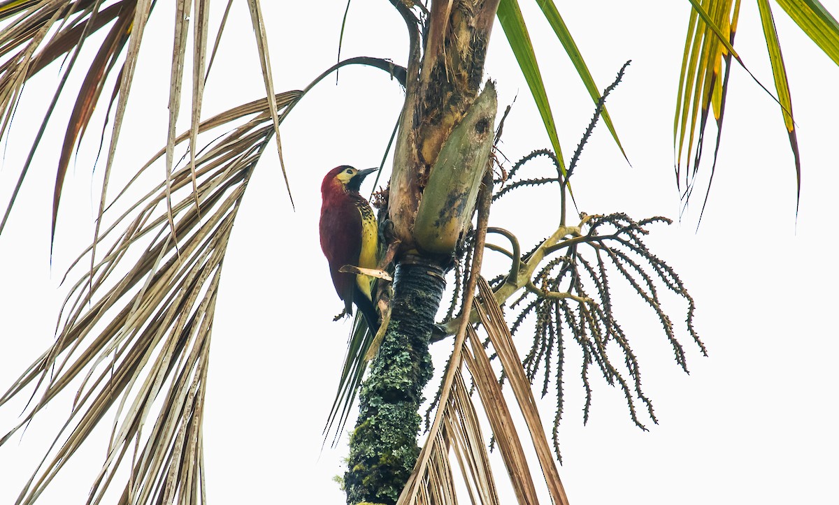 Crimson-mantled Woodpecker - ML249553761