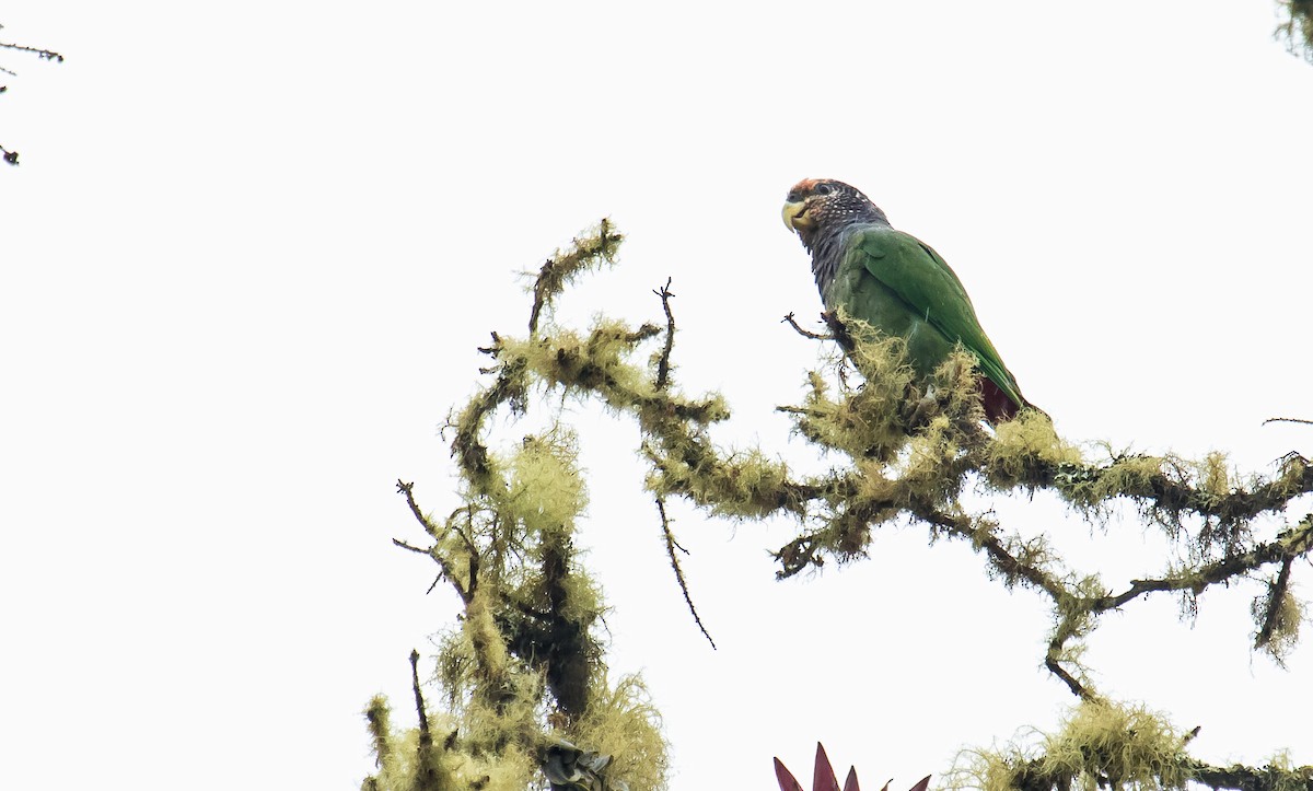 Speckle-faced Parrot - ML249553771
