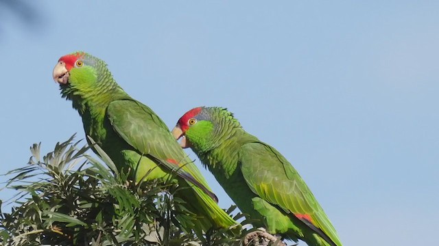 Red-crowned Parrot - ML249555521