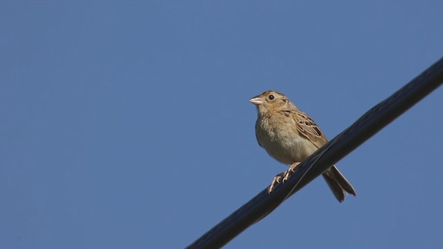 Grasshopper Sparrow - ML249556751