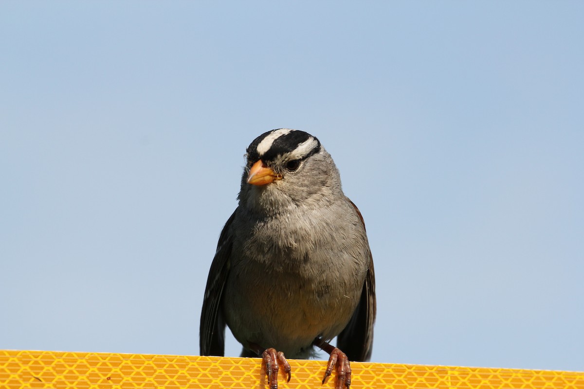 White-crowned Sparrow - ML249557011