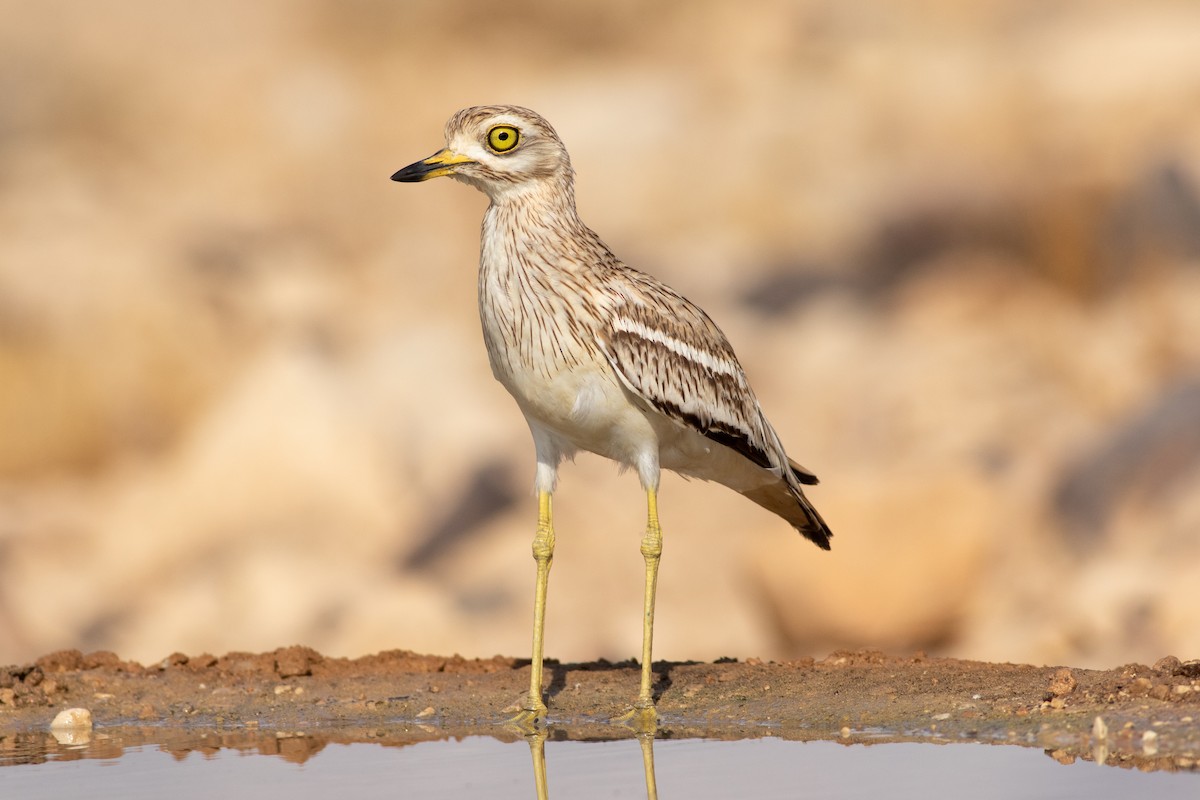 Eurasian Thick-knee - Oded Ovadia