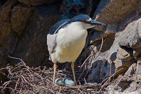 Adult Black-crowned Night Heron at nest, CA, May. - Black-crowned Night Heron - 