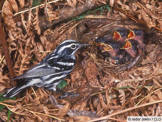 Black-and-white Warbler Black-and-white Warbler, male at nest.