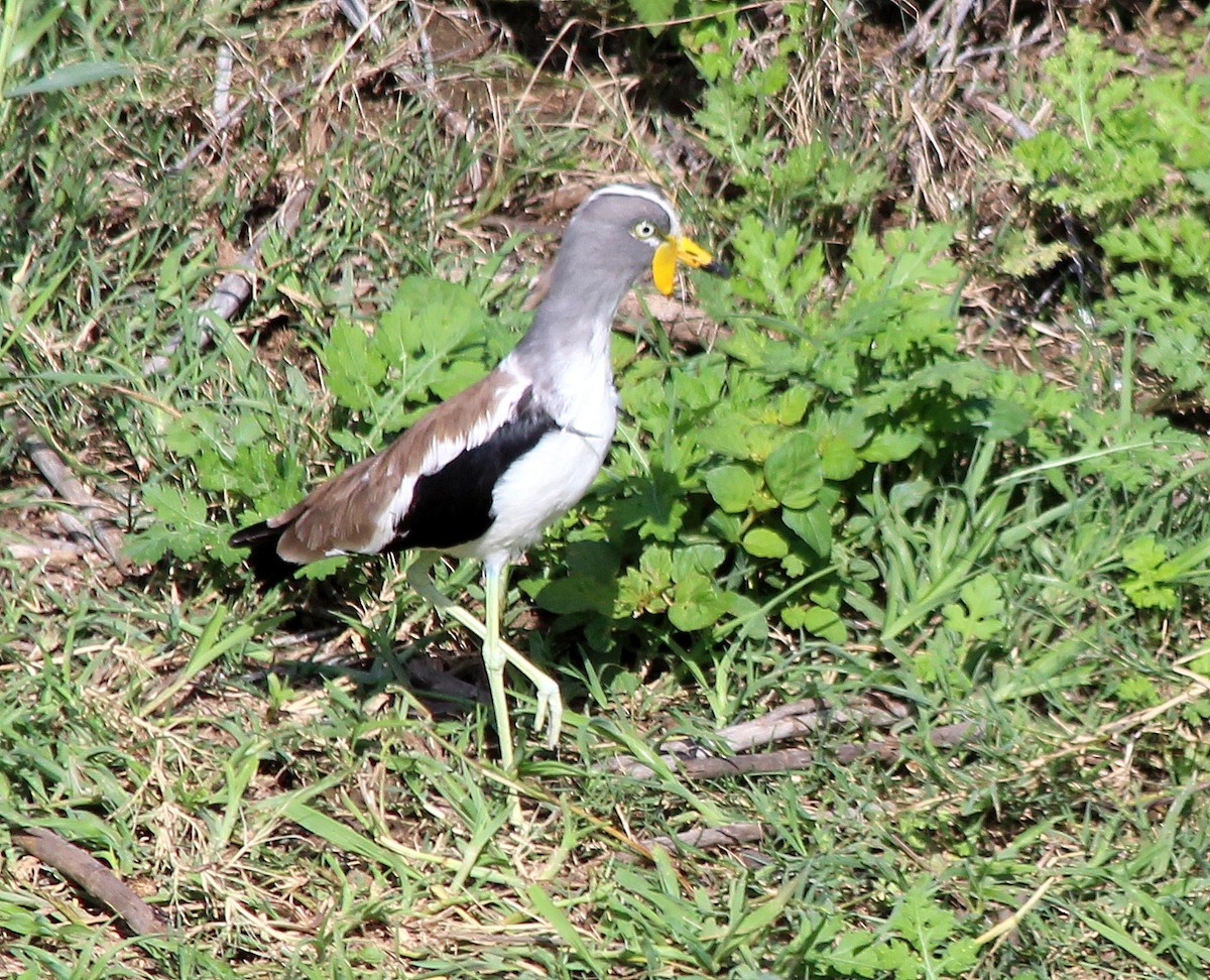 White-crowned Lapwing - Elby Anderson A Silva