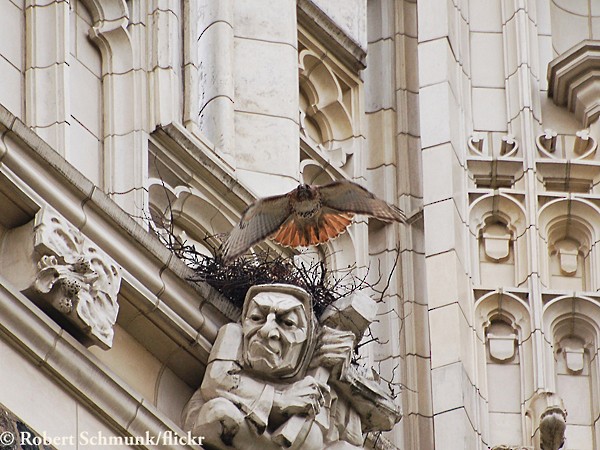 Adult male Red-tailed Hawk leaving nest after delivering food; City College of NY City, April. - Red-tailed Hawk - 