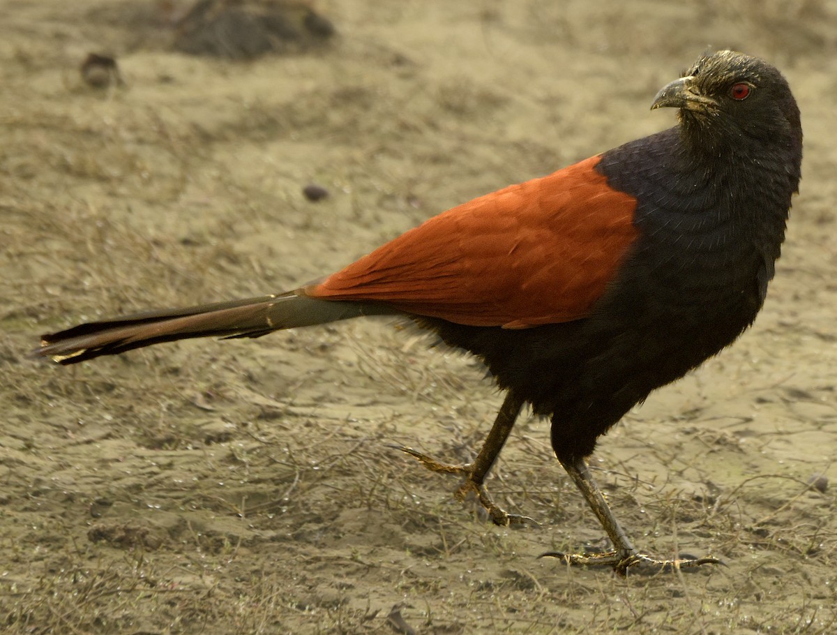 Greater Coucal - Savithri Singh