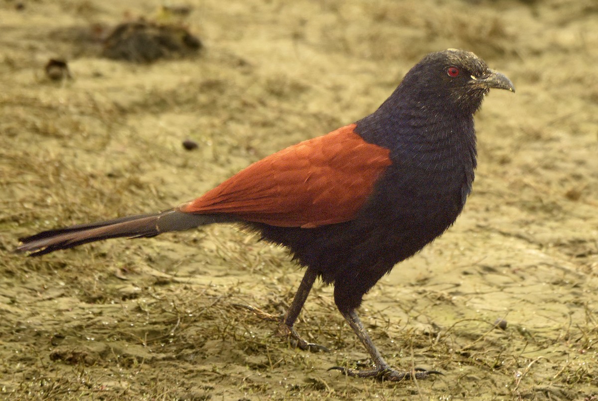 Greater Coucal - ML249565361