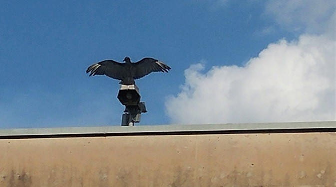 Black Vulture - ML249567831