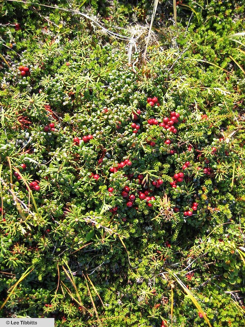 Bog cranberries, key food for Bristle-thighed Curlews in late spring - Bristle-thighed Curlew - 