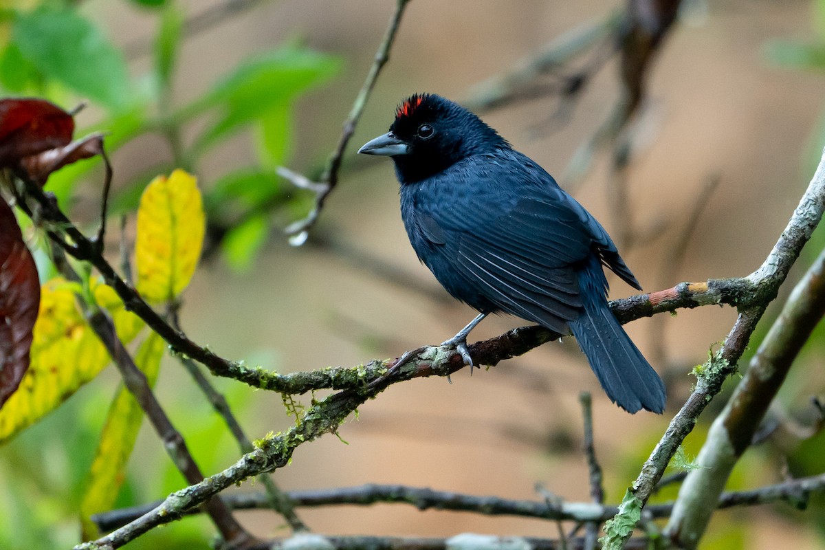 Ruby-crowned Tanager - Joao Quental JQuental