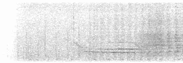 svartskrike (leucopterus) (hvitvingeskrike) - ML249568681