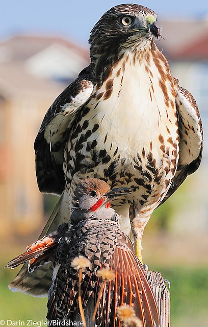 Juvenile Red-tailed Hawk with Northern Flicker prey. Colorado Springs, CO. October. - Red-tailed Hawk - 