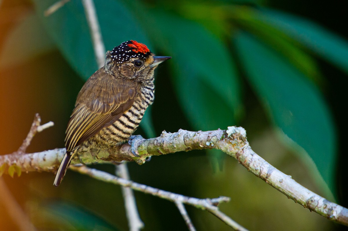 White-barred Piculet - ML249570031