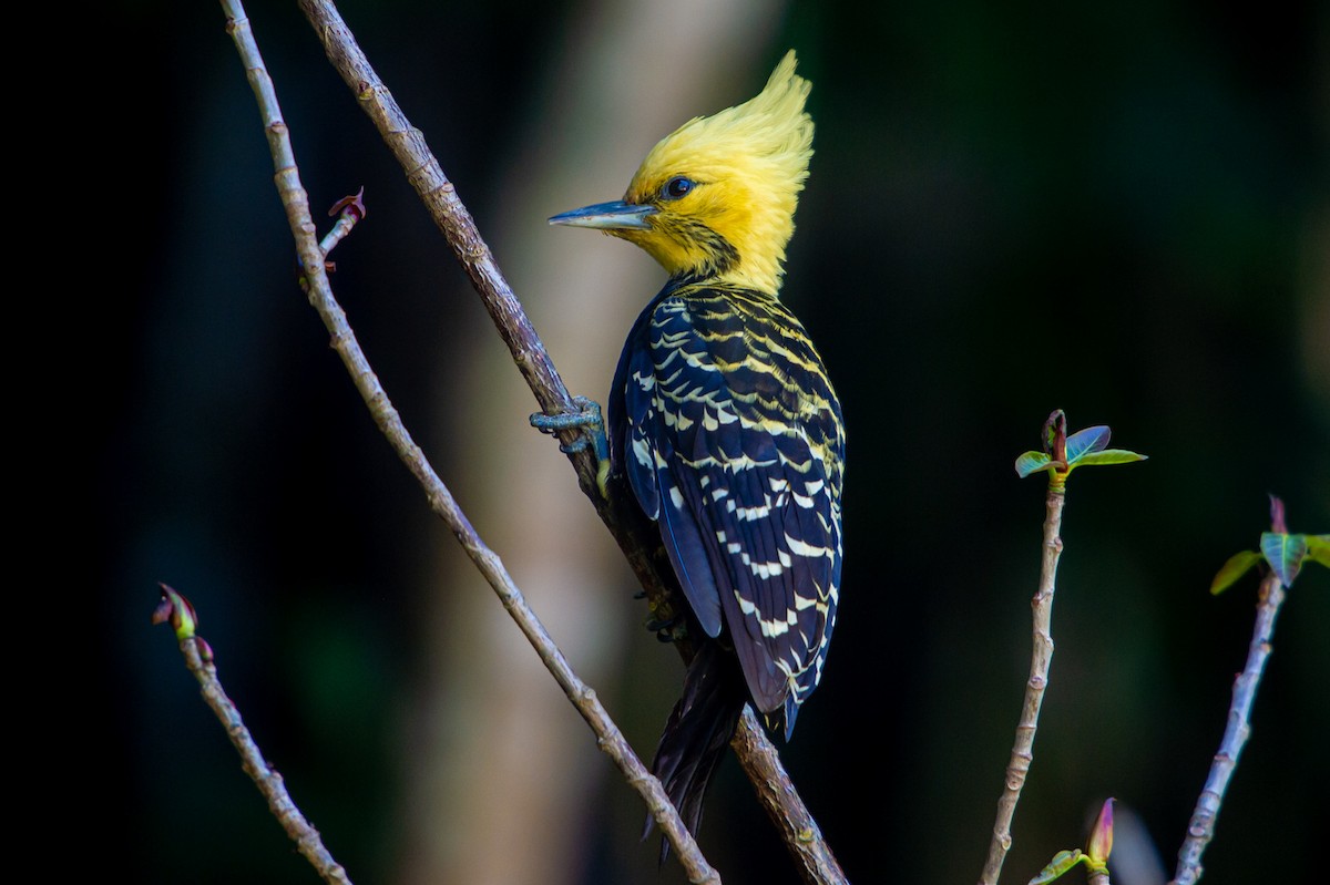 Blond-crested Woodpecker - ML249570111