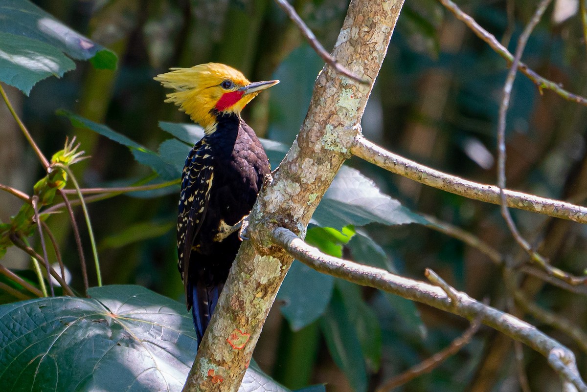 Blond-crested Woodpecker - Joao Quental JQuental