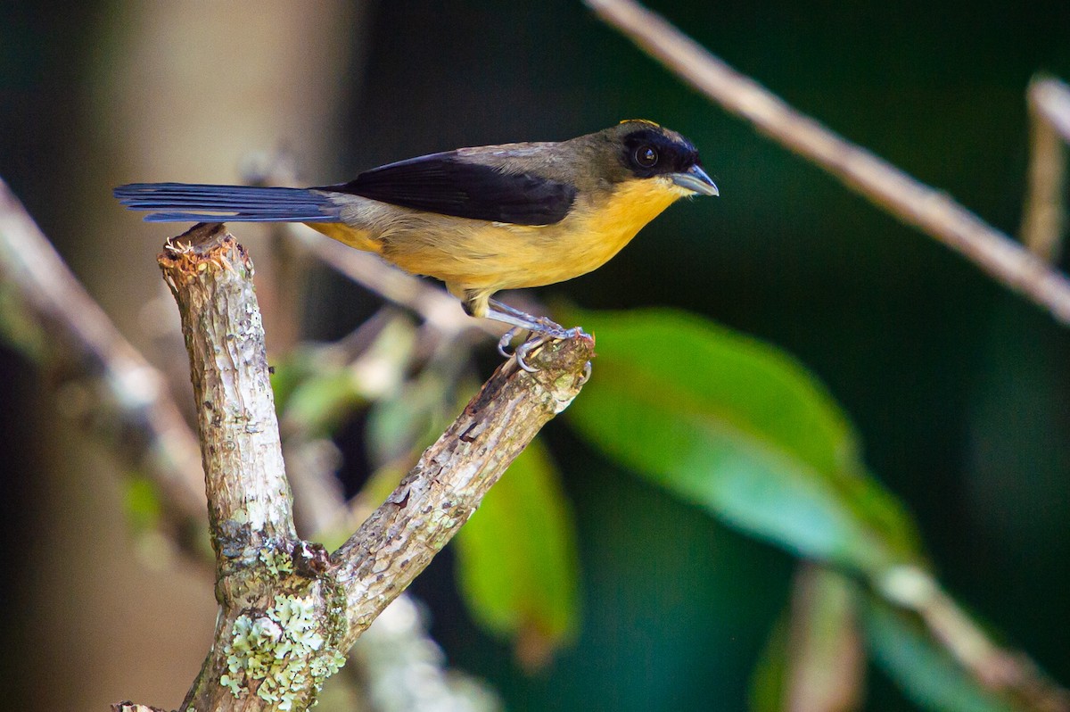 Black-goggled Tanager - ML249570331