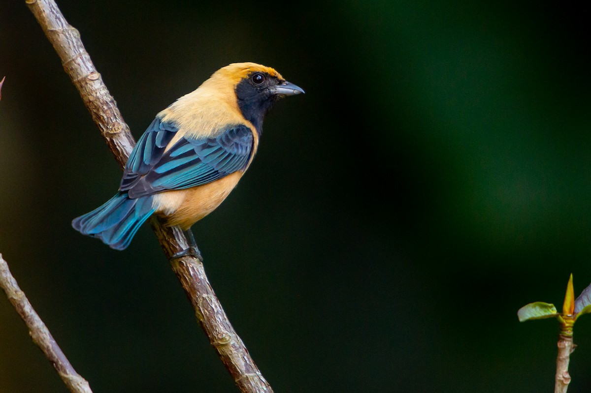 Burnished-buff Tanager - ML249570501