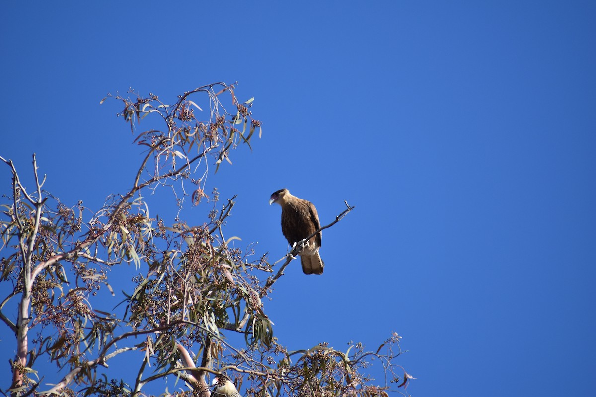 Crested Caracara (Southern) - ML249571561