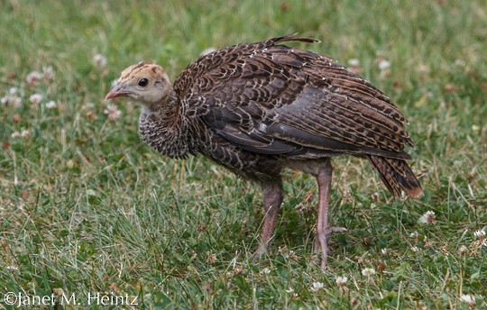 Appearance Wild Turkey Meleagris Gallopavo Birds Of The World