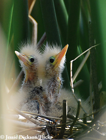Least Bittern Baby