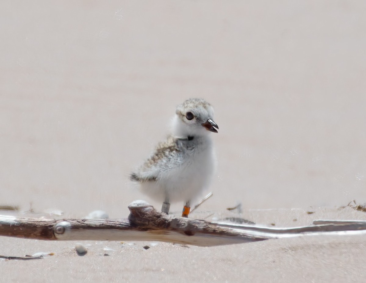 Piping Plover - ML249580441