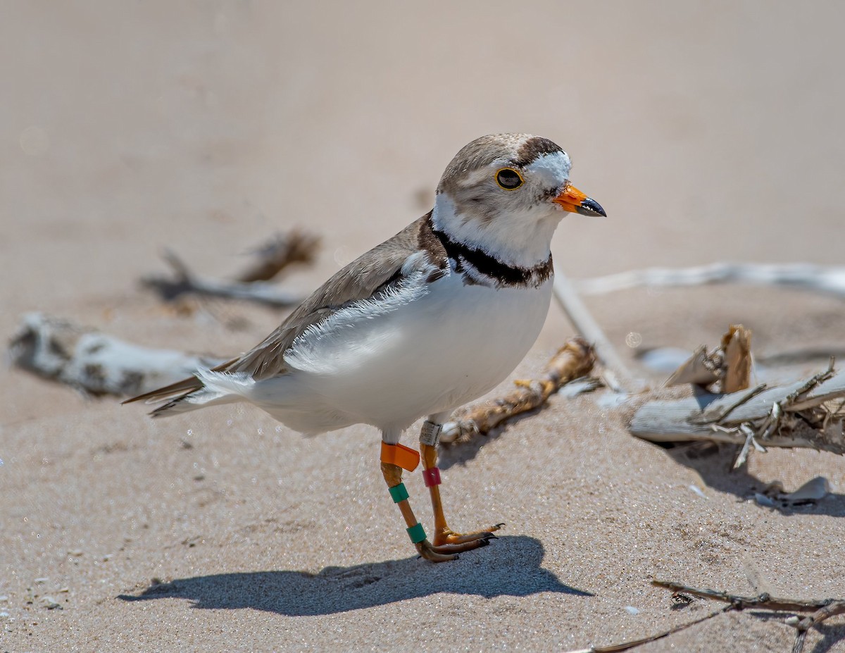 Piping Plover - ML249580451