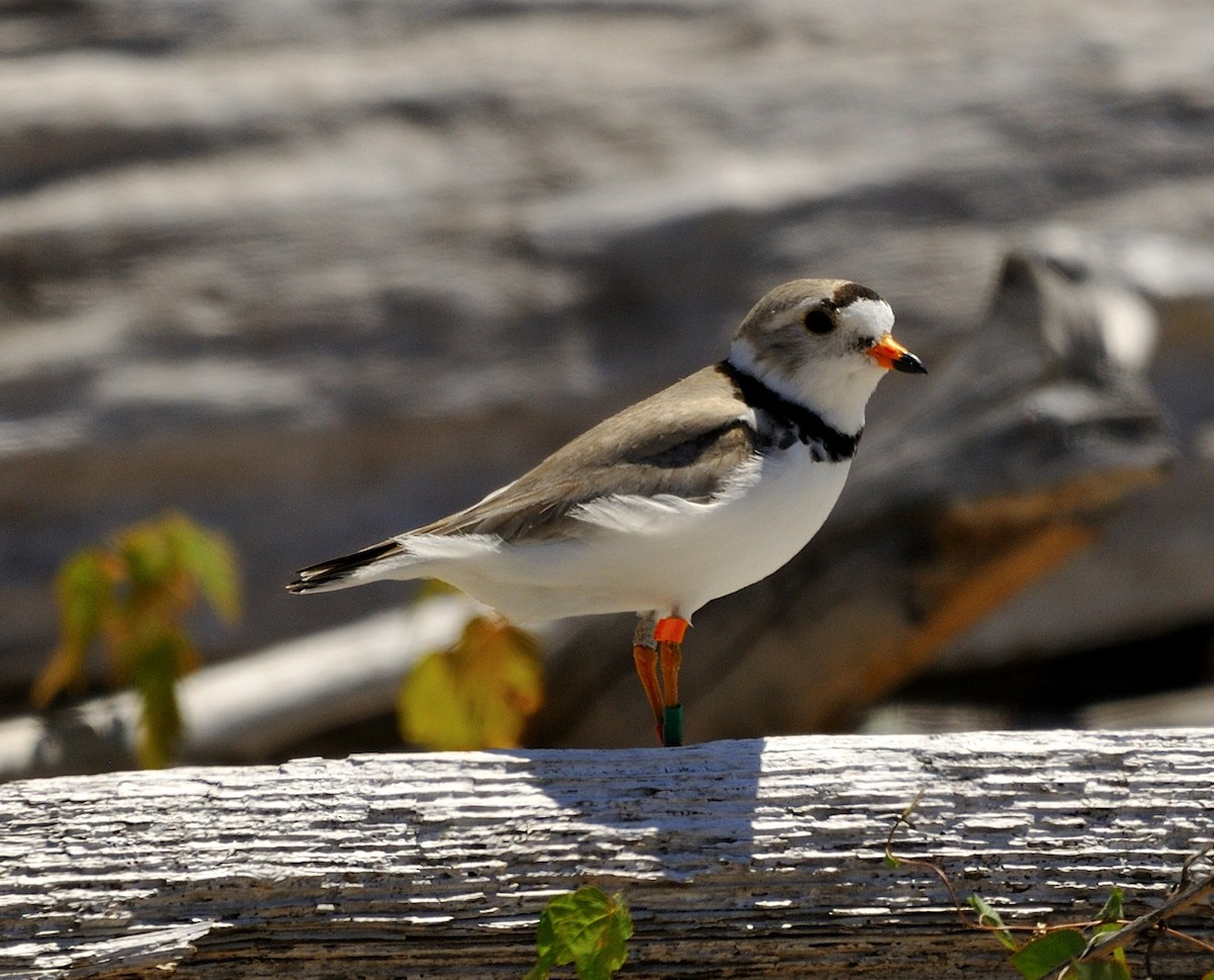 Piping Plover - ML249580621