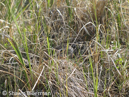 Hudsonian Godwit Adult female Hudsonian Godwit incubating, Twin Lakes Road, Churchill, MB, 2 July.