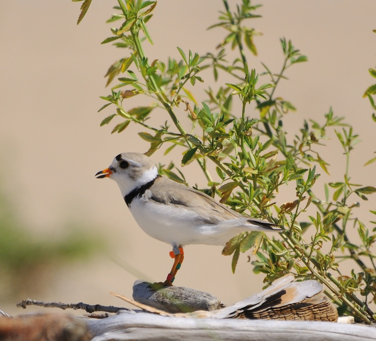 Piping Plover - ML249580981
